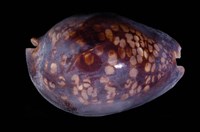 藏品(龜甲寶螺)的圖片